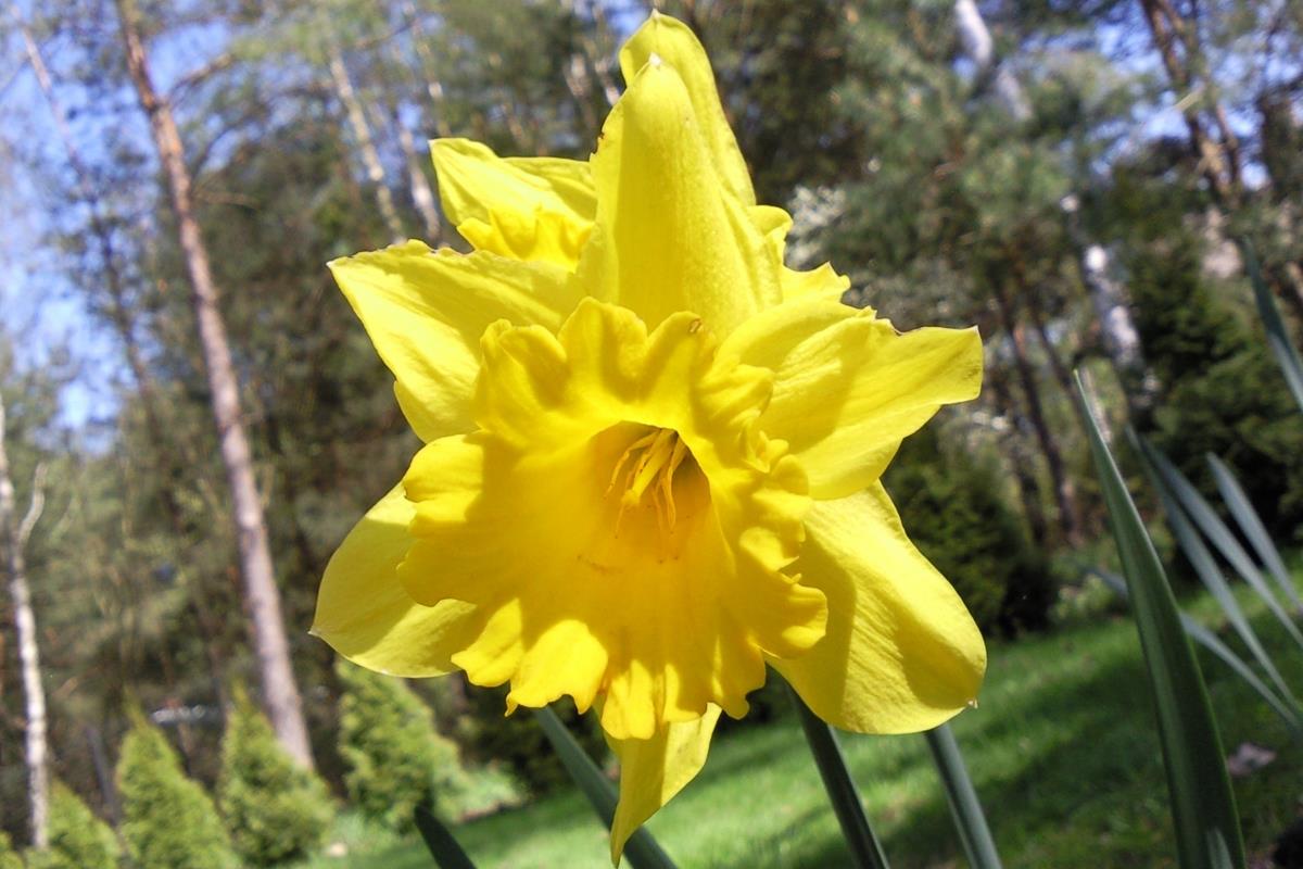narcis 3