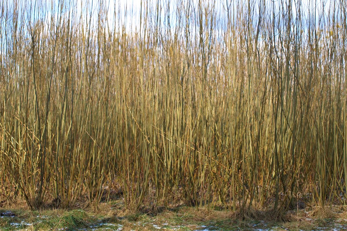 strip crop