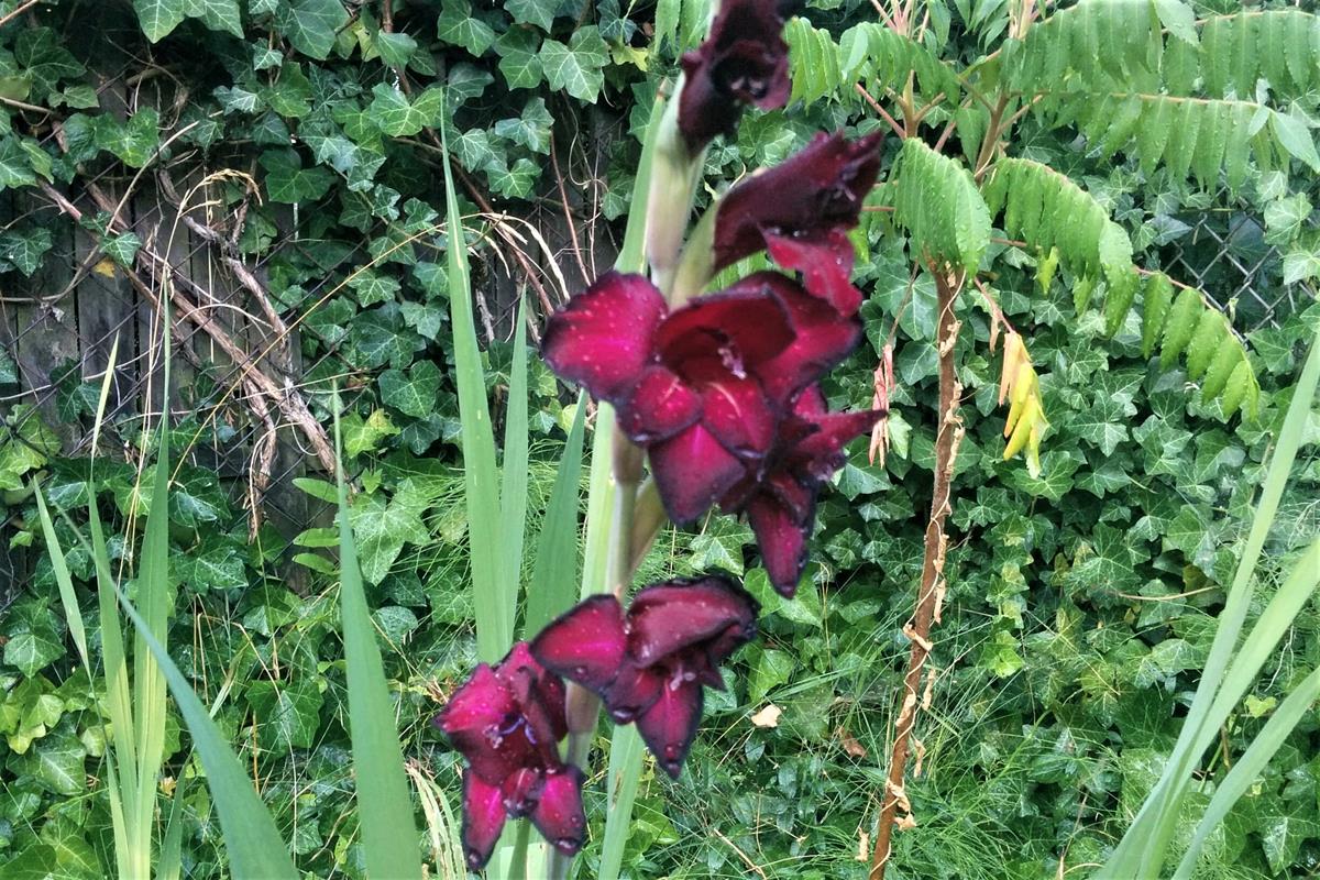 gladiolus
