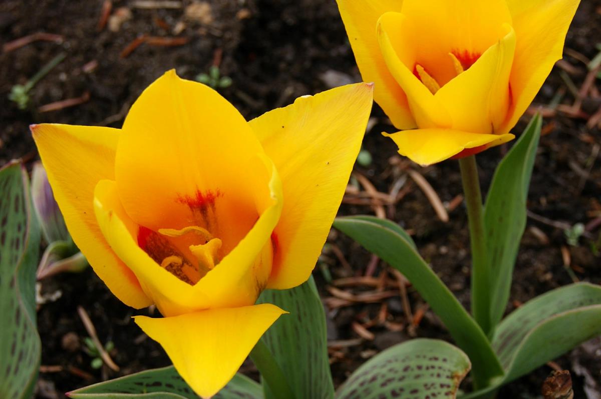 botanický tulipán