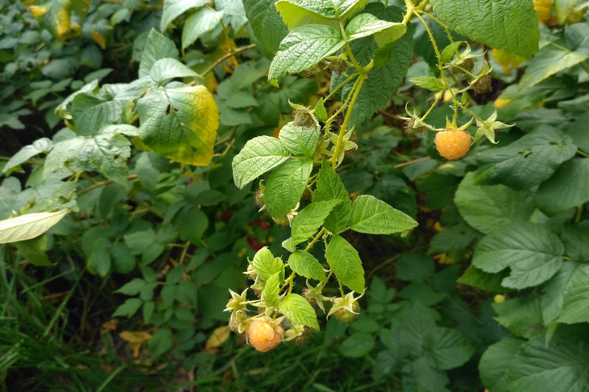yellow malina