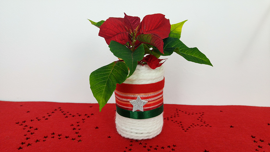 poinsettia 6