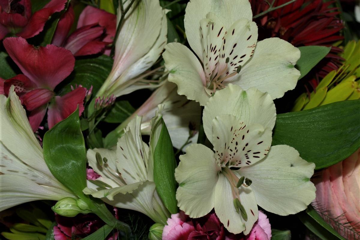 alstromeria
