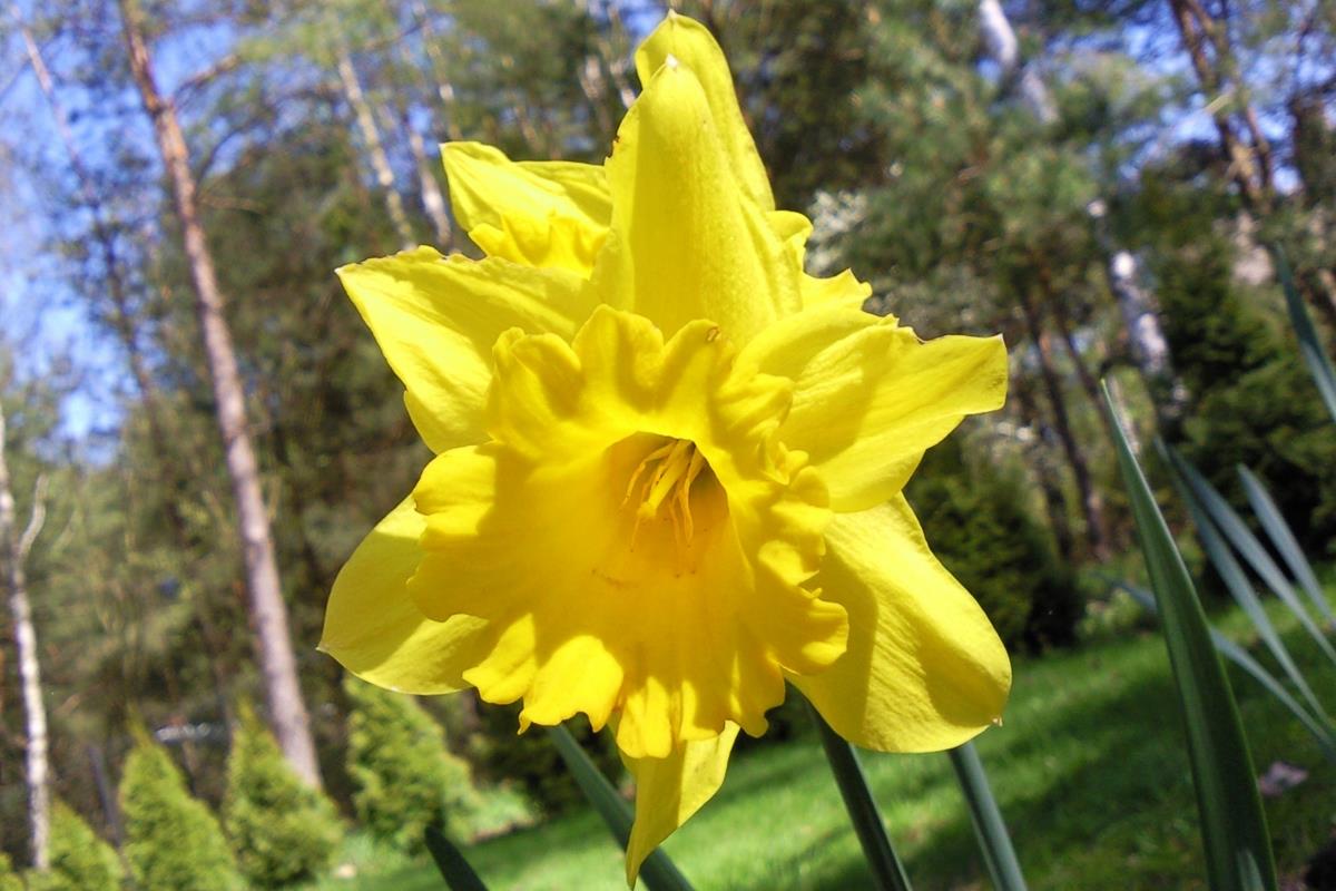 narcissus 2