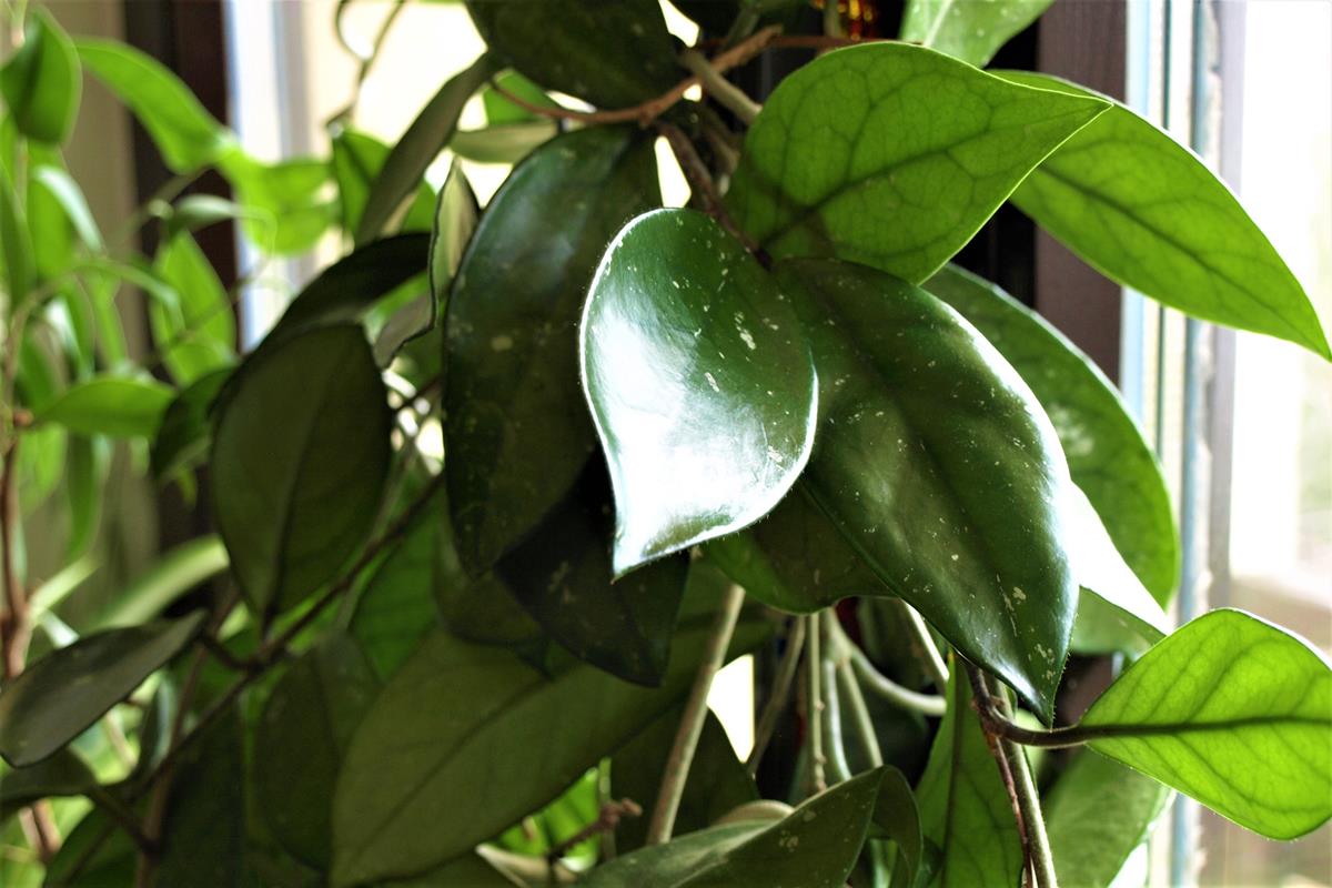 hoya