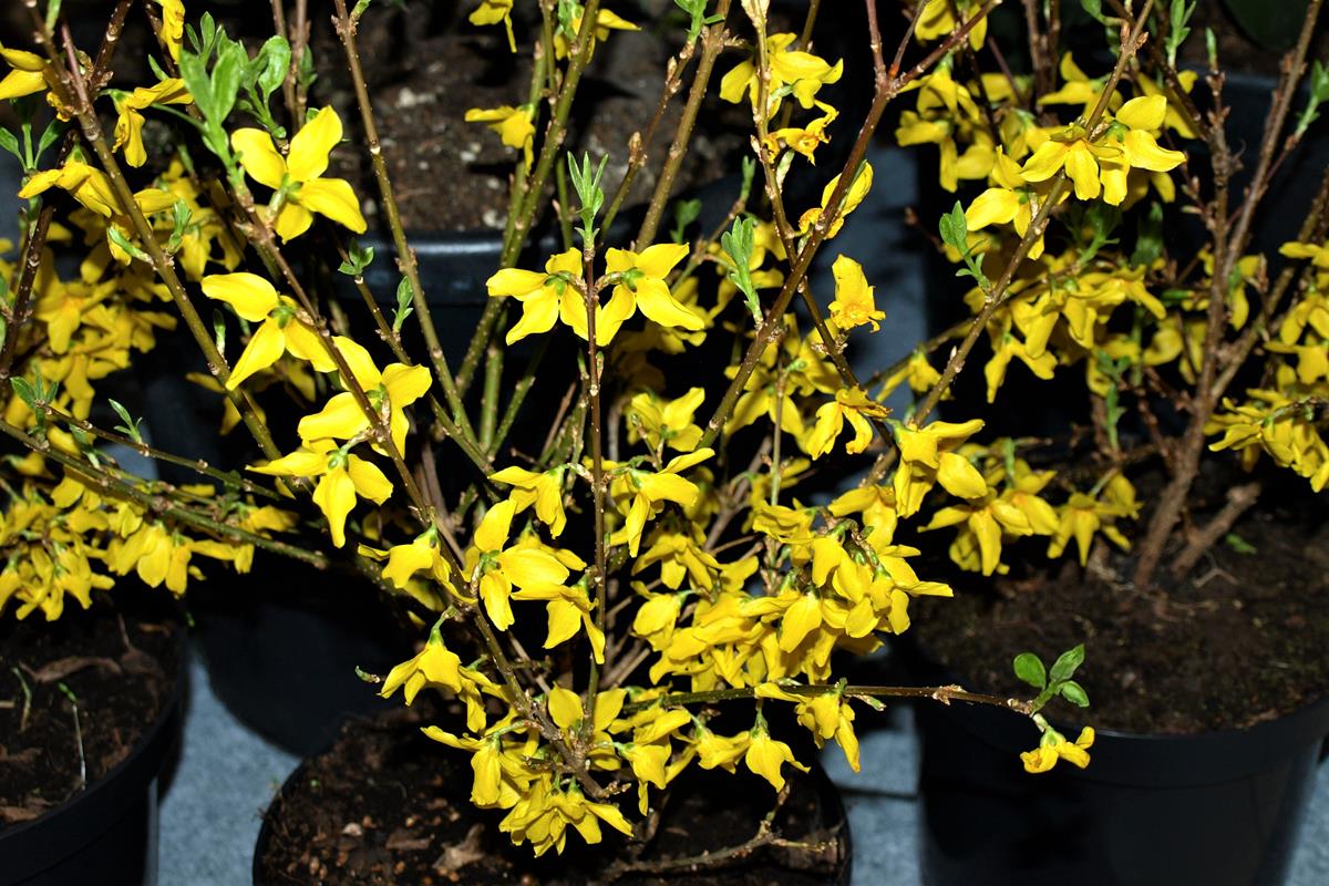 forsythia