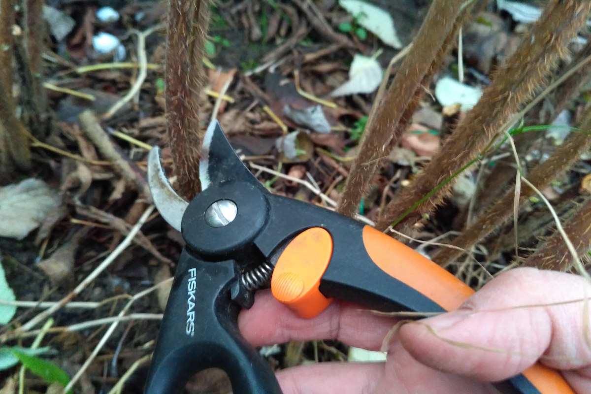 cut shoots