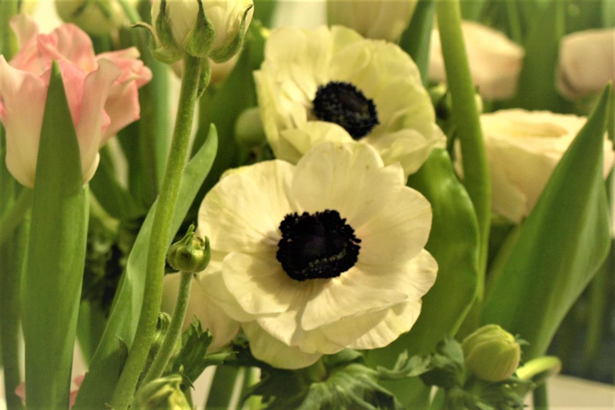 anemones anemones