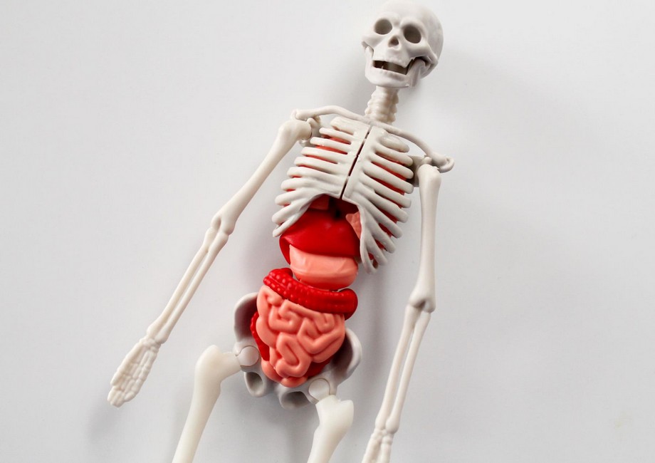 kvalita kópie skeletu