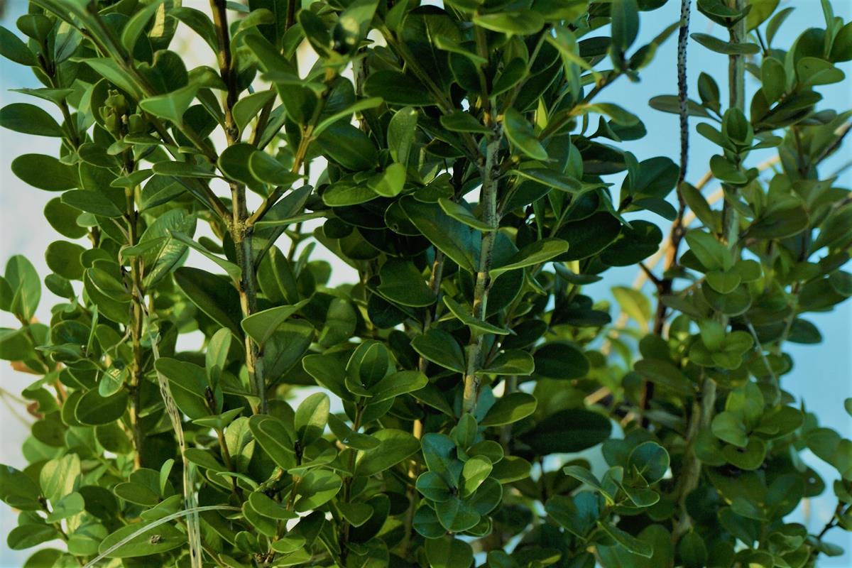  boxwood 