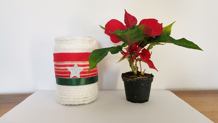 poinsettia 5