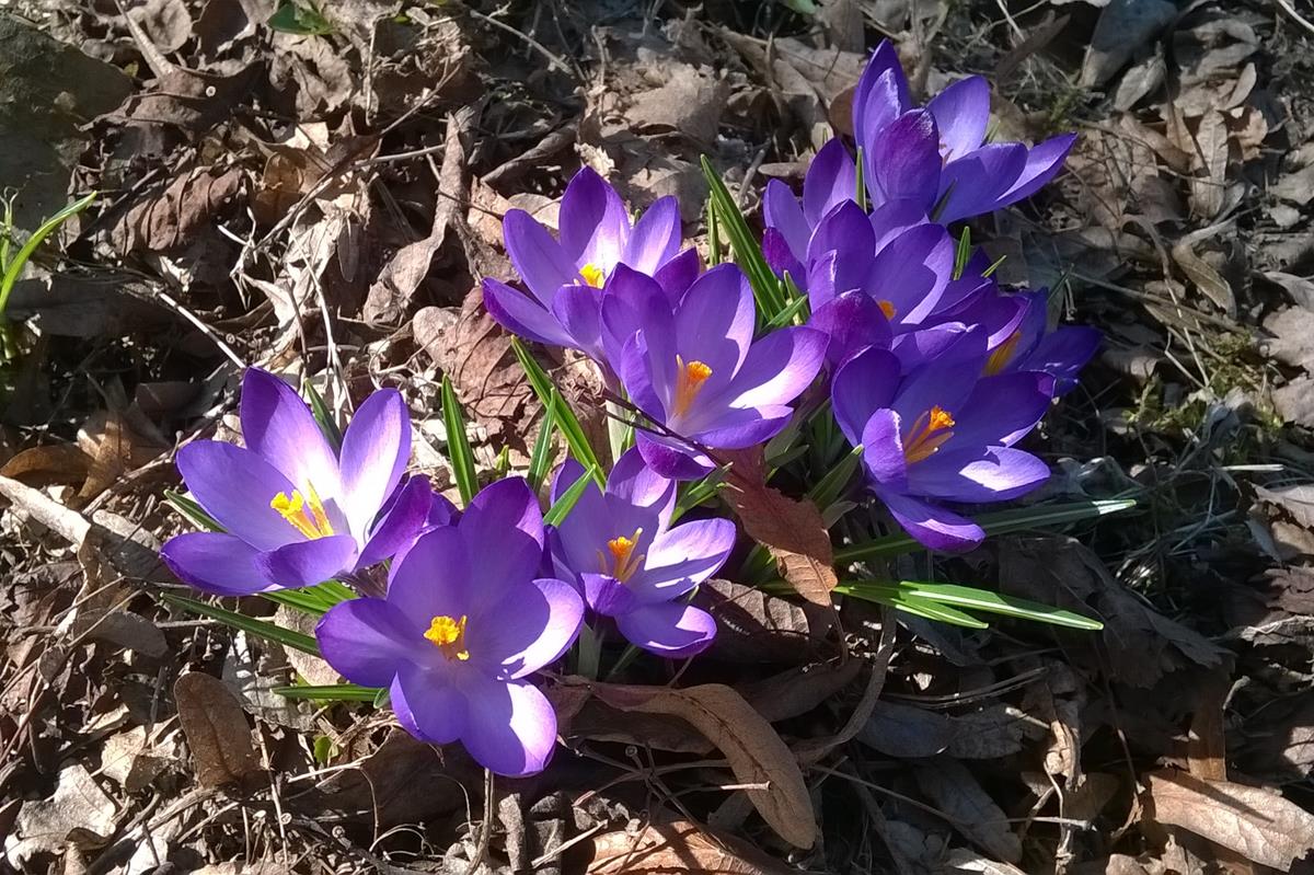 crocus