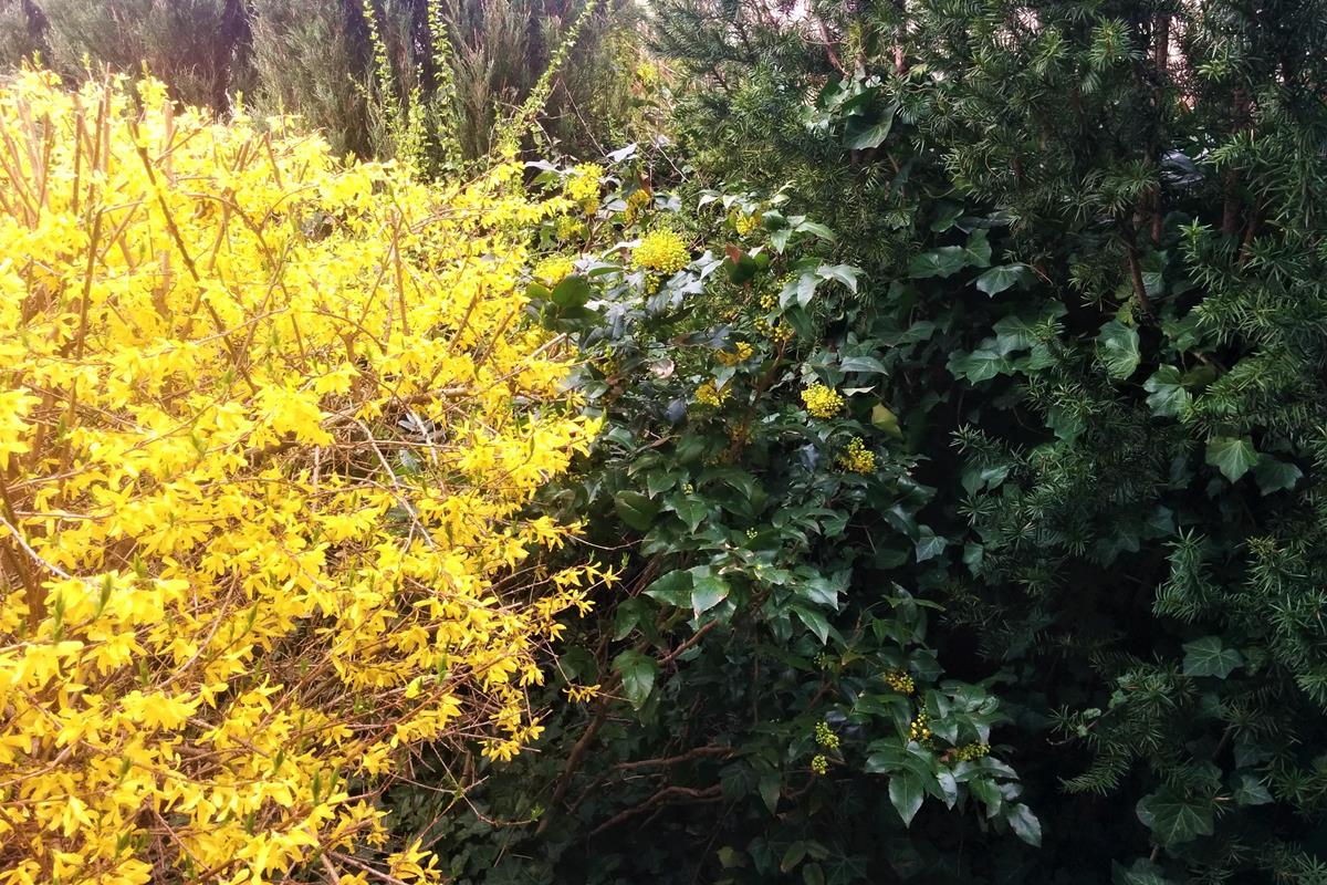 Mahonia and Forsythia