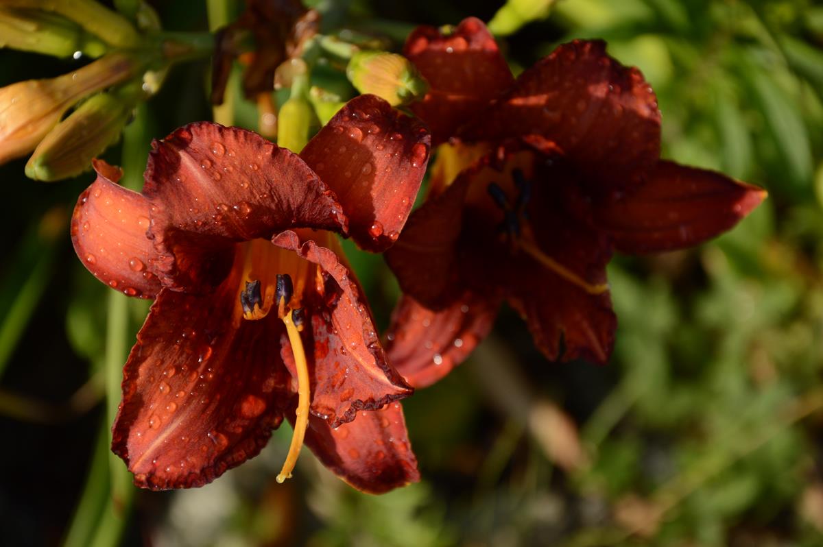 daylily 3