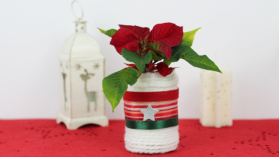 poinsettia 7