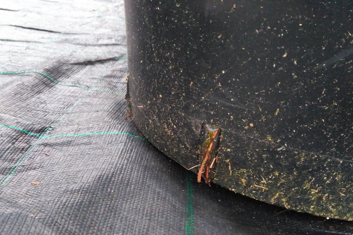 root hair in the pot