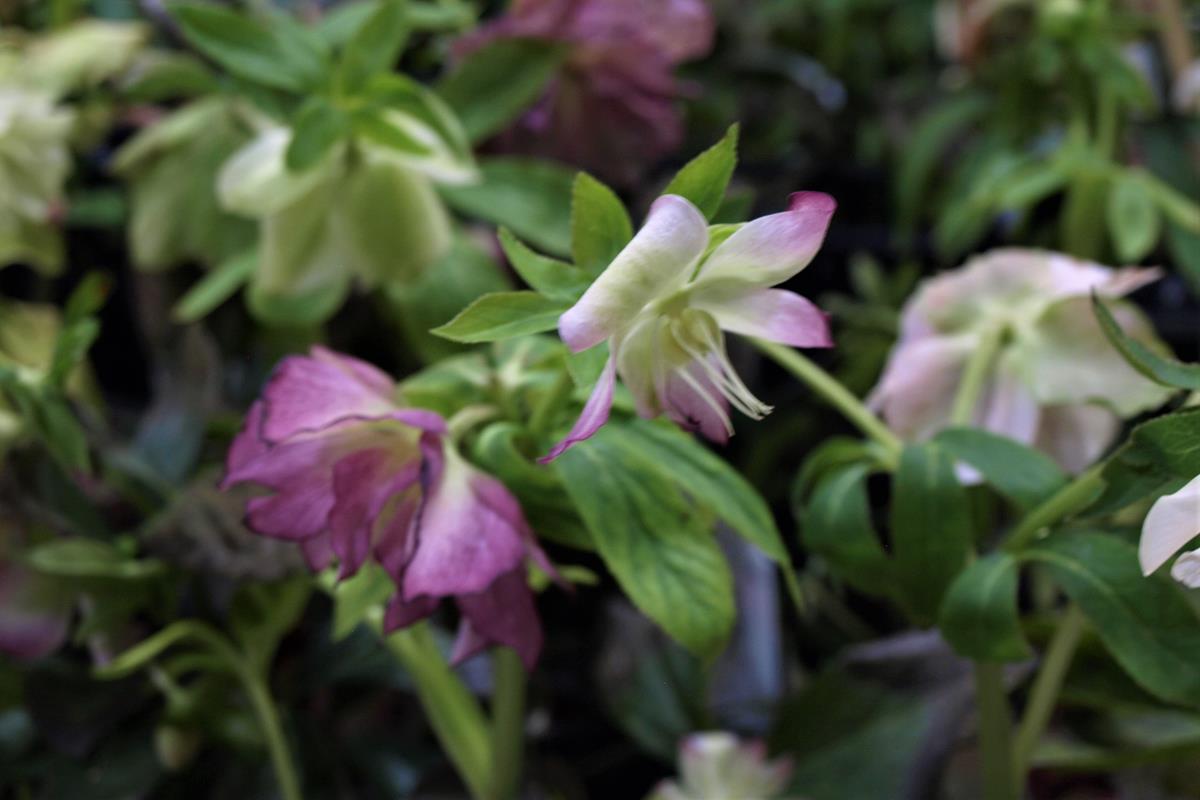 hellebore