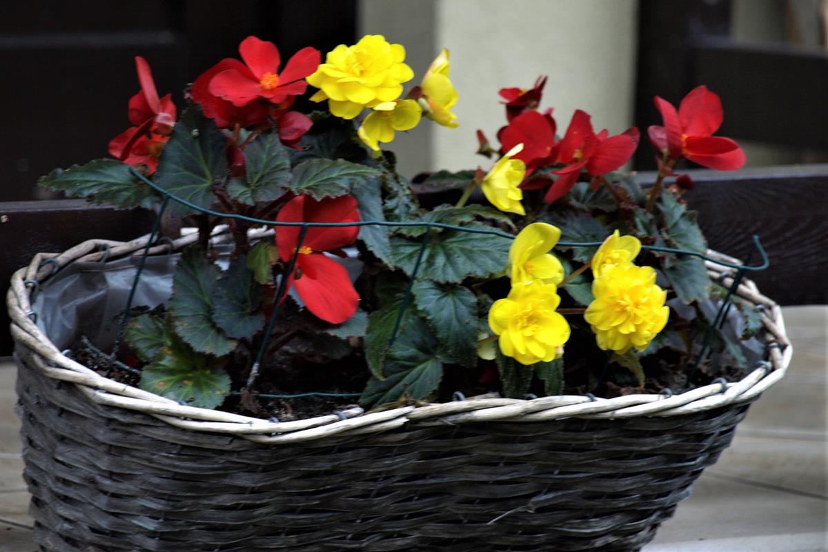 bulbous begonia