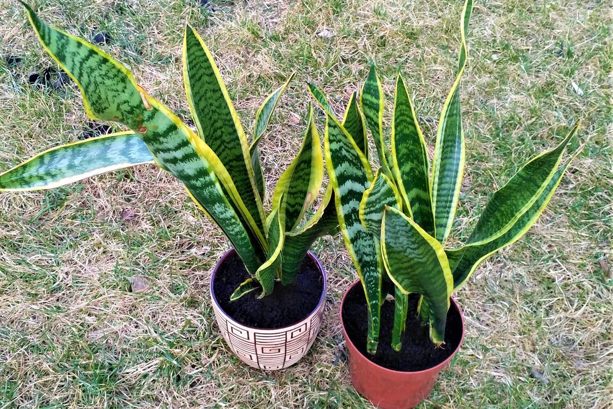 sanseveria po rozdelení zachytenia
