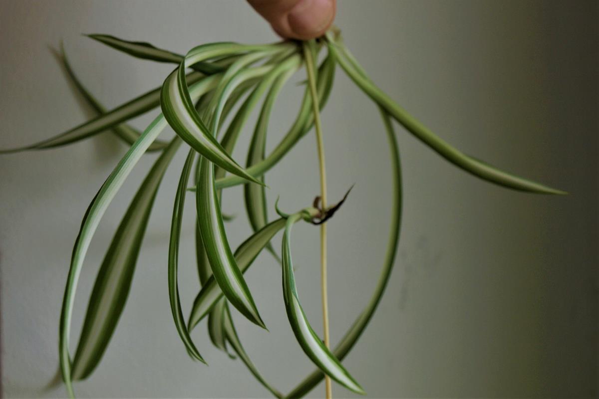 Rozlogi herbaceae