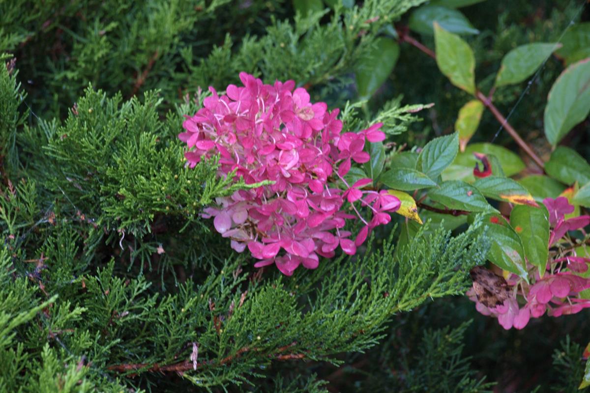 Hydrangea 2