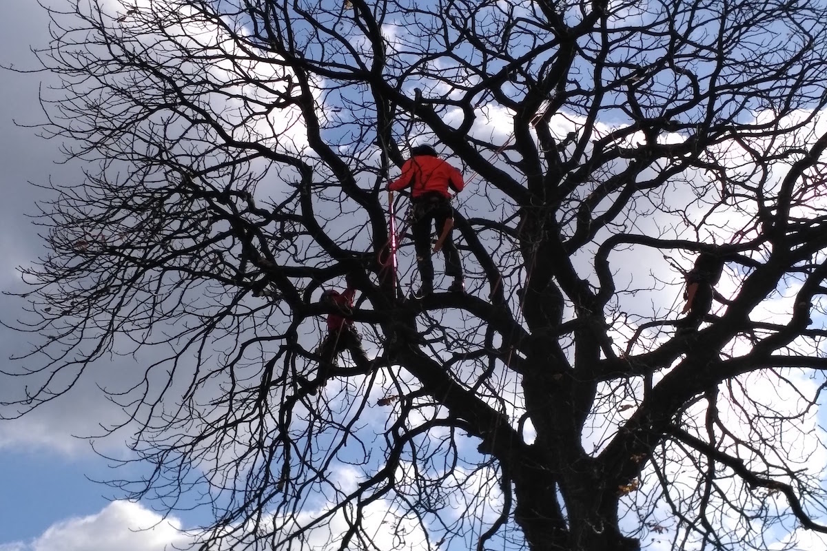 chráni korunu ligáciou konarouw arborysuci