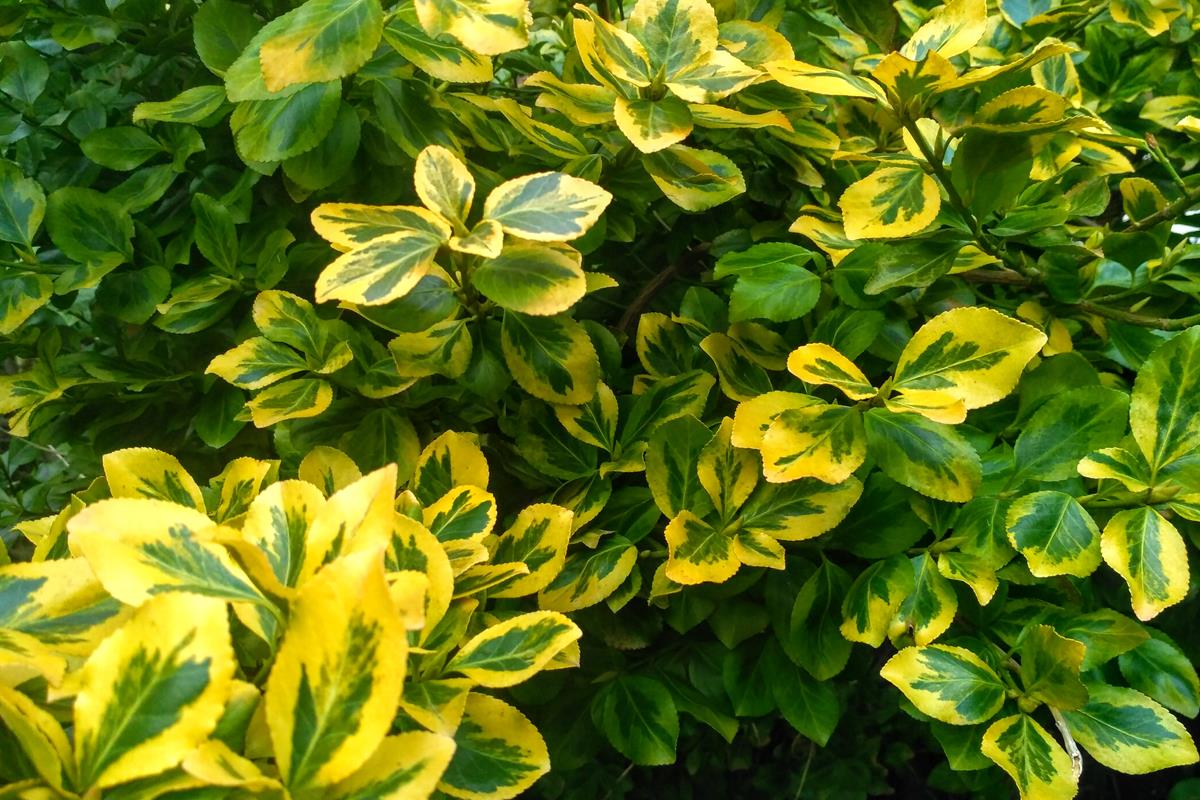 Euonymus 2