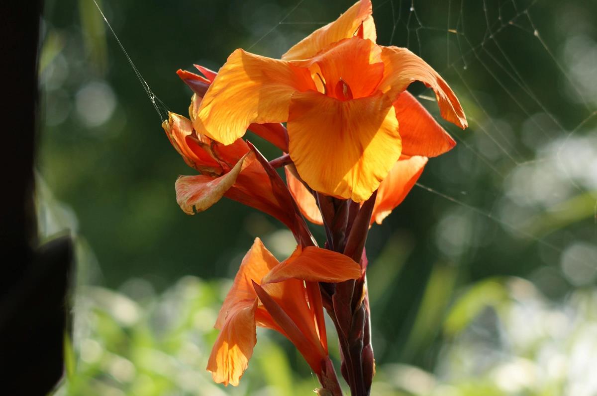 canna close-up