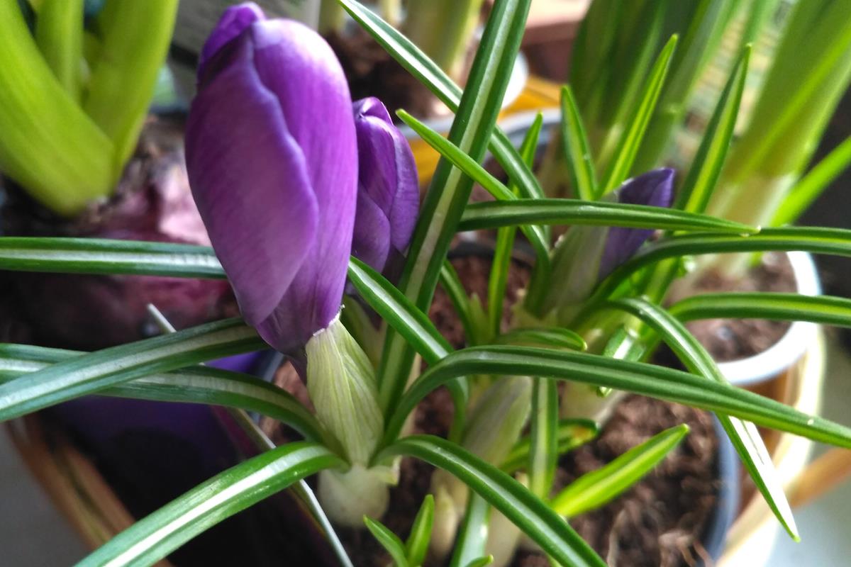 crocus 3
