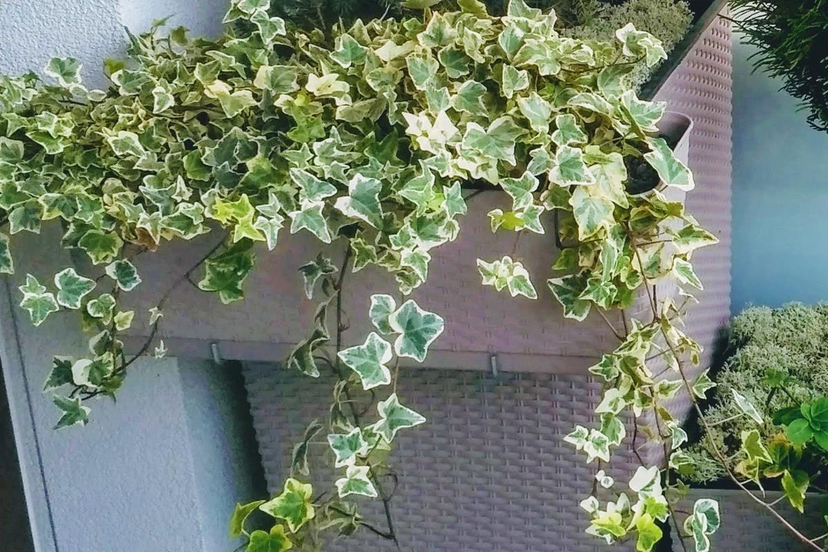 potted ivy