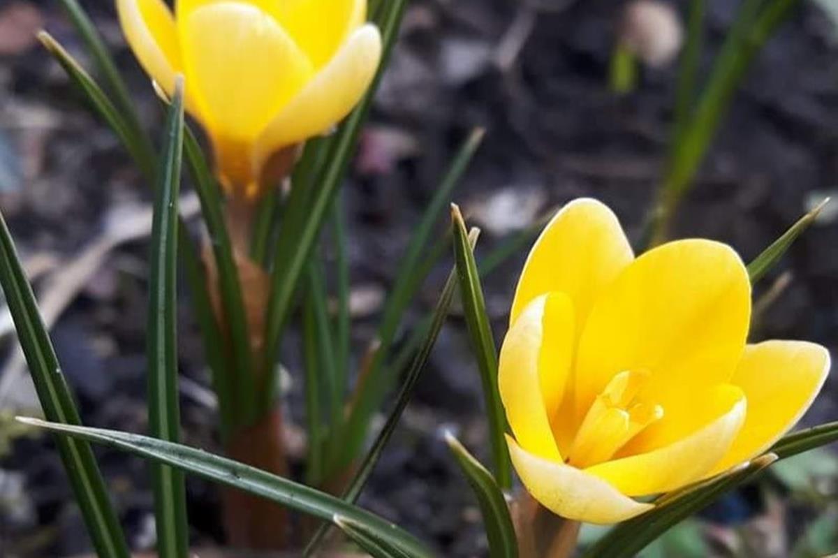 crocus