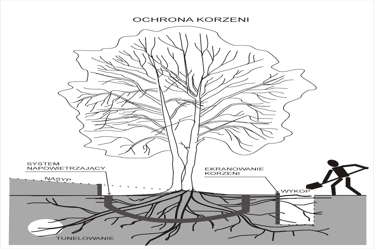 ochrona korzeni