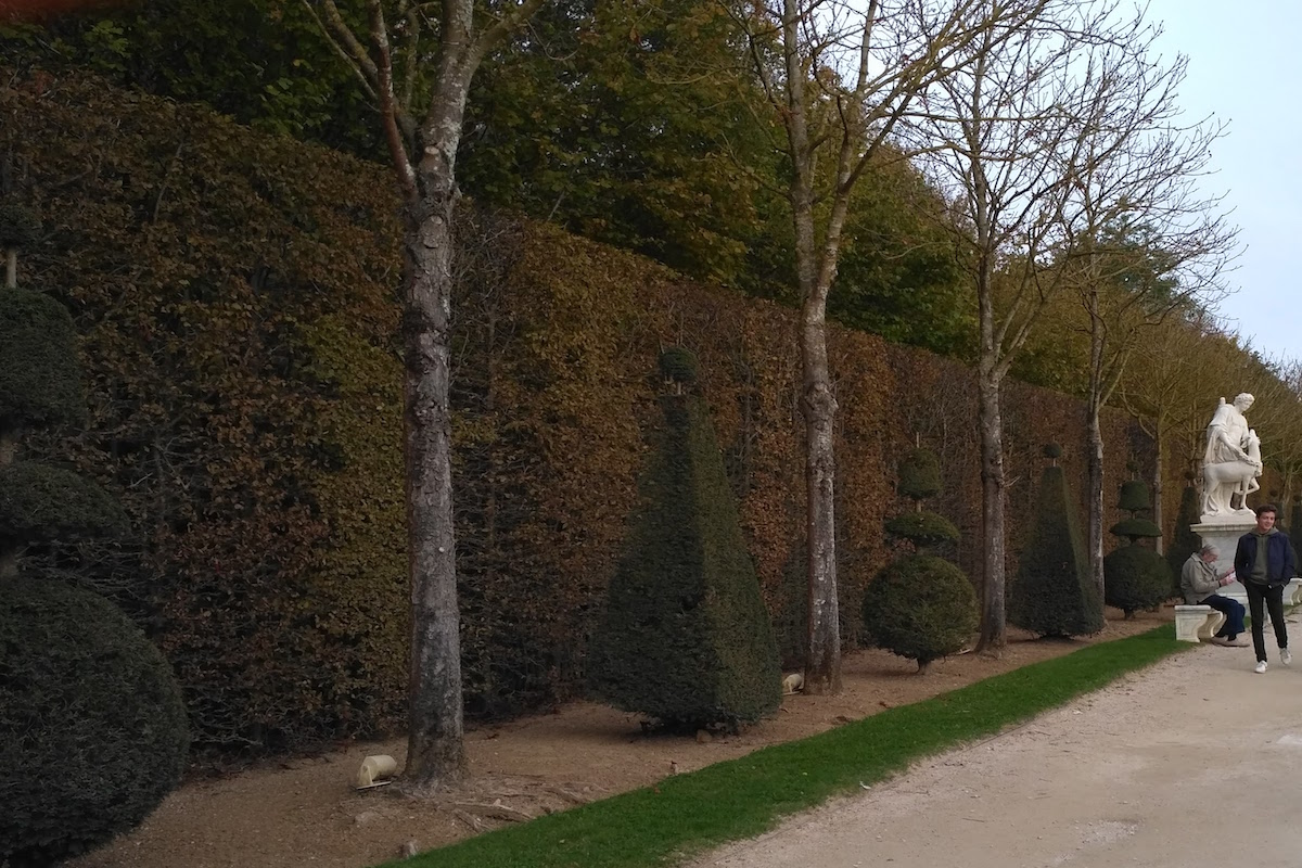 hedge and topiary