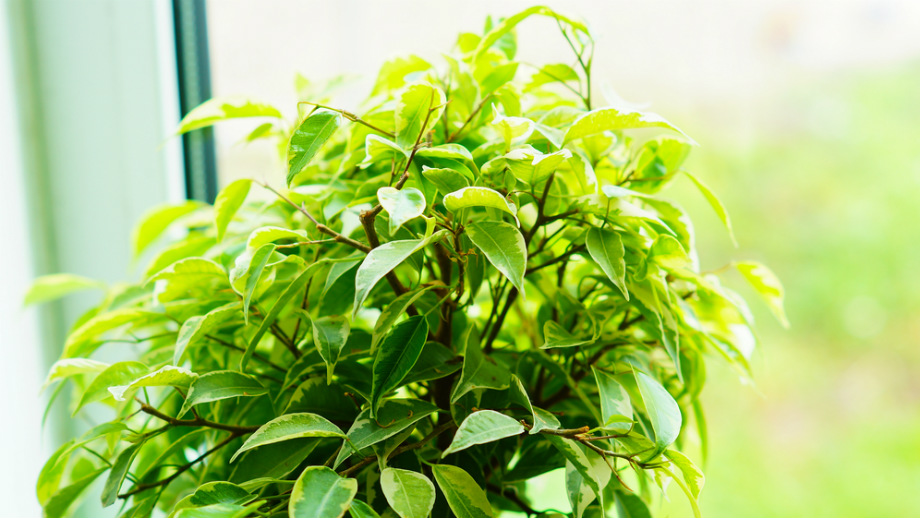ficus benjamina