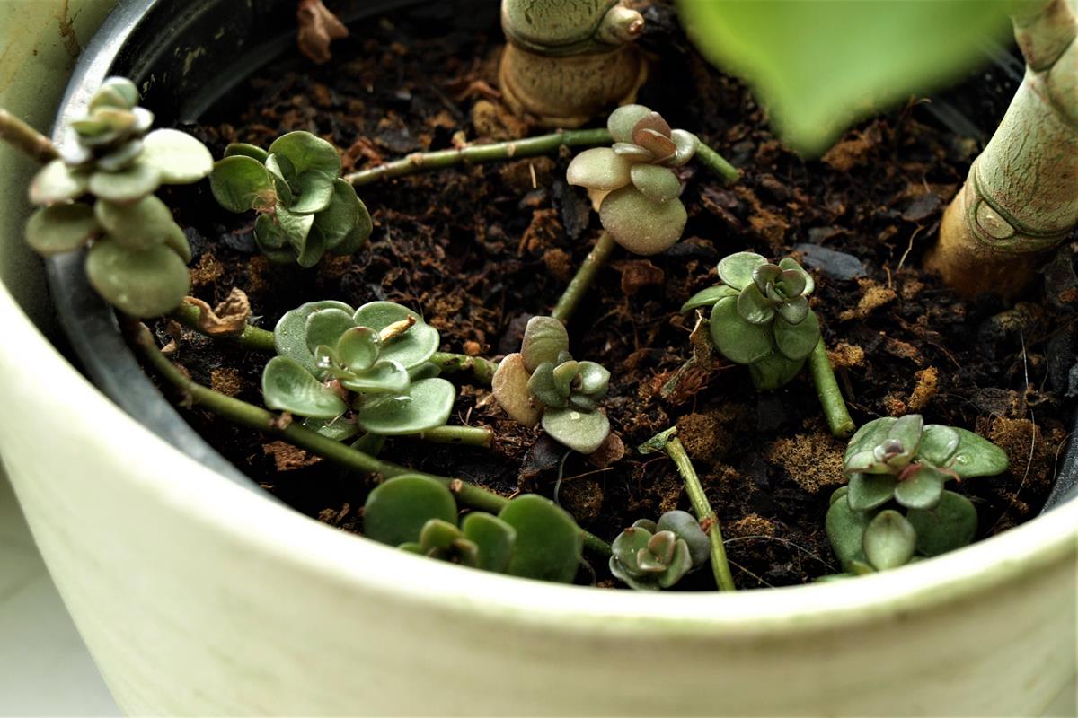 root shoot shoot