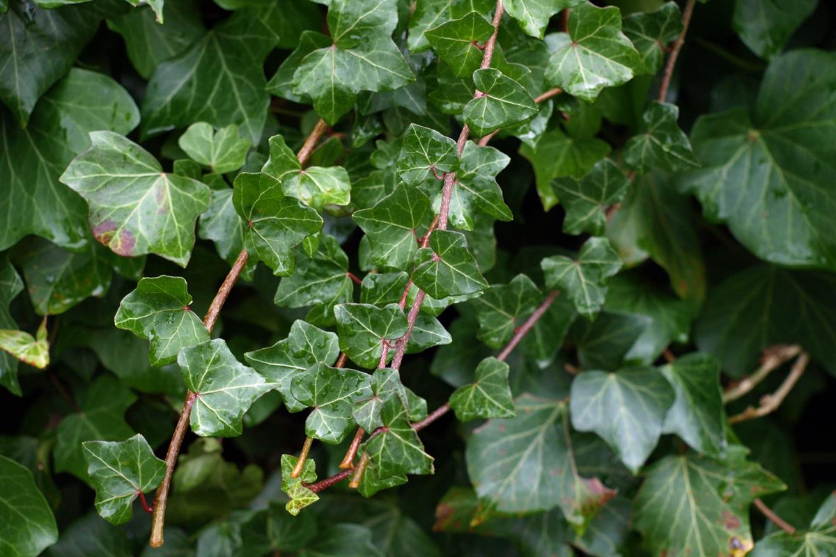 ivy