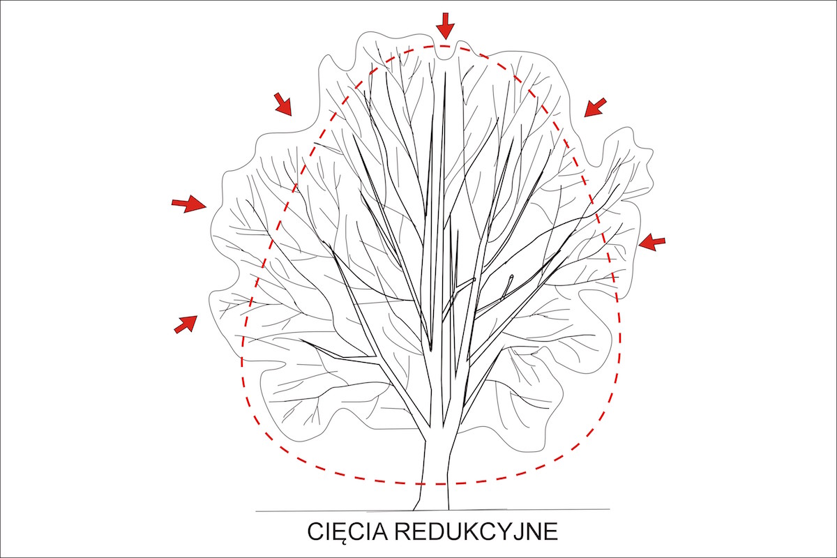 redukčné rezy