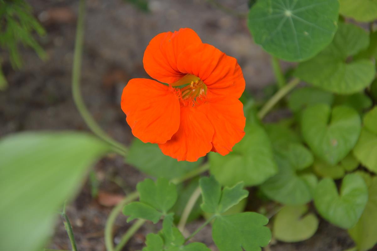nasturtium 1