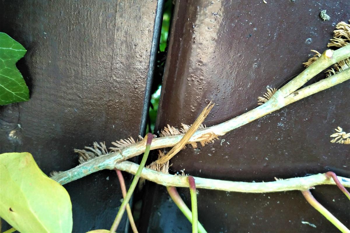 ivy adventivious roots