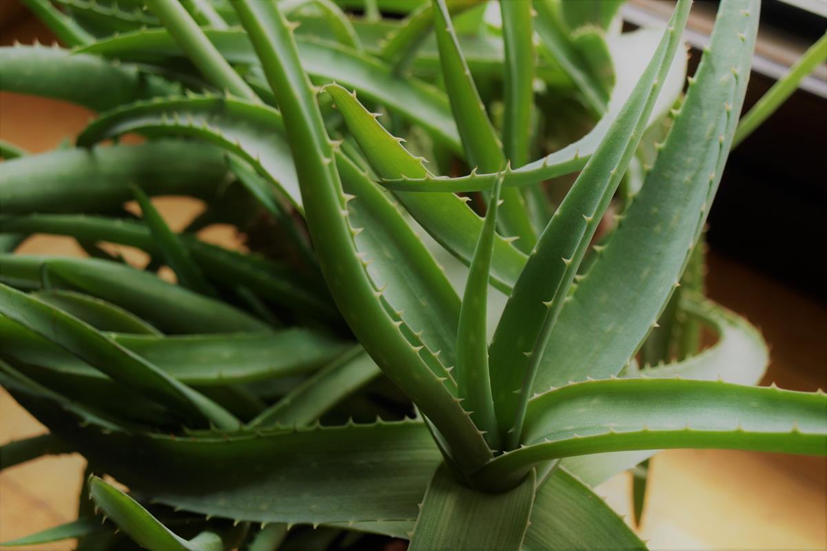aloe